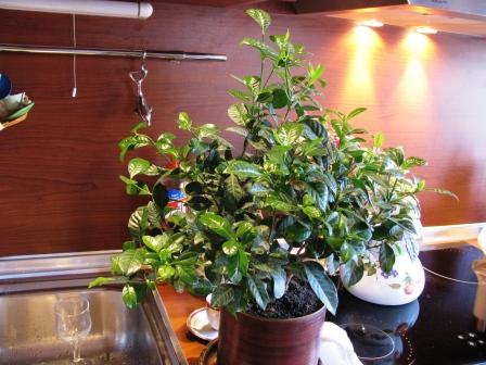 Name:  IMG_0148s.jpg
Views: 1356
Size:  36.0 KB