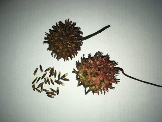 Name:  Liquidambar_orientalis.jpg
Views: 2411
Size:  34.1 KB