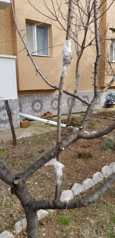 Name:  WhatsApp Image 2019-02-03 at 14.56.28.jpg
Views: 1098
Size:  80.2 KB