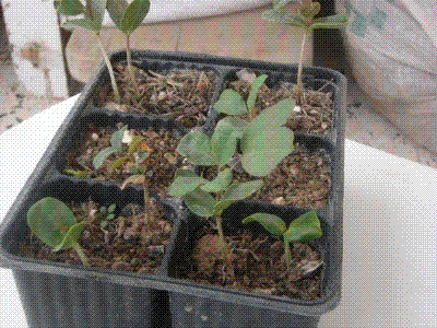 Name:  z1.GIF
Views: 7197
Size:  38.6 KB