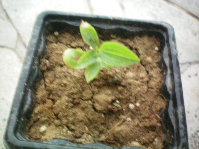 Name:  100_0061.jpg
Views: 696
Size:  39.9 KB