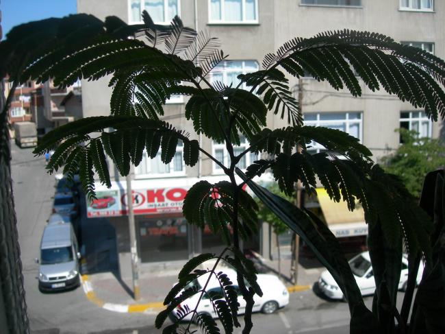Name:  tohumdan yetien akasya aac.jpg
Views: 2032
Size:  63.4 KB