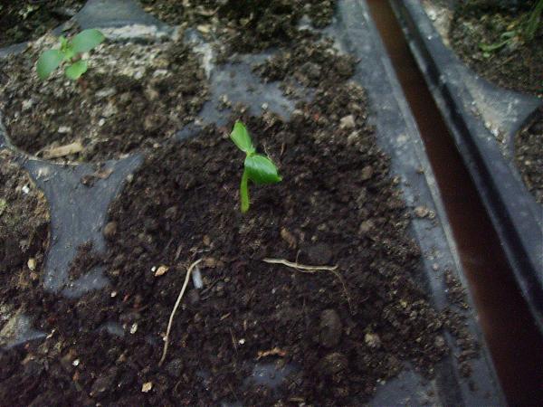 Name:  IMG_0075.jpg
Views: 889
Size:  53.2 KB
