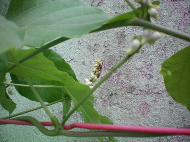Name:  000_0005.jpg
Views: 1602
Size:  49.0 KB