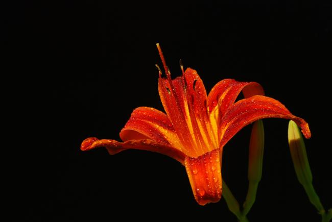 Name:  DSC_0101.jpg
Views: 2827
Size:  18.8 KB