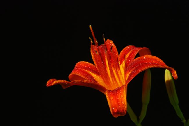 Name:  DSC_0102.jpg
Views: 3049
Size:  17.7 KB
