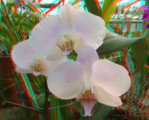 Name:  imre_botanic0004.jpg
Views: 5591
Size:  32.2 KB