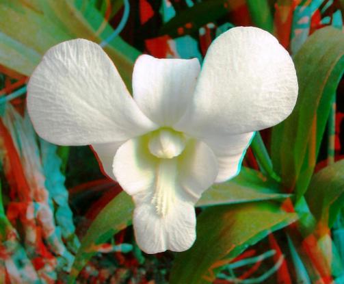 Name:  imre_botanic0005.jpg
Views: 5550
Size:  29.1 KB