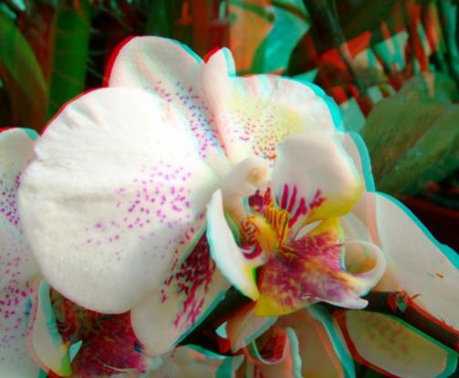 Name:  imre_botanic0006.jpg
Views: 5563
Size:  29.8 KB
