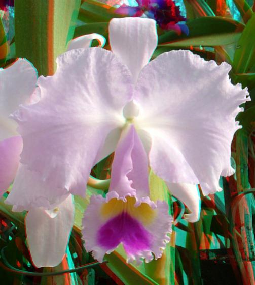 Name:  imre_botanic0011.jpg
Views: 5521
Size:  38.1 KB