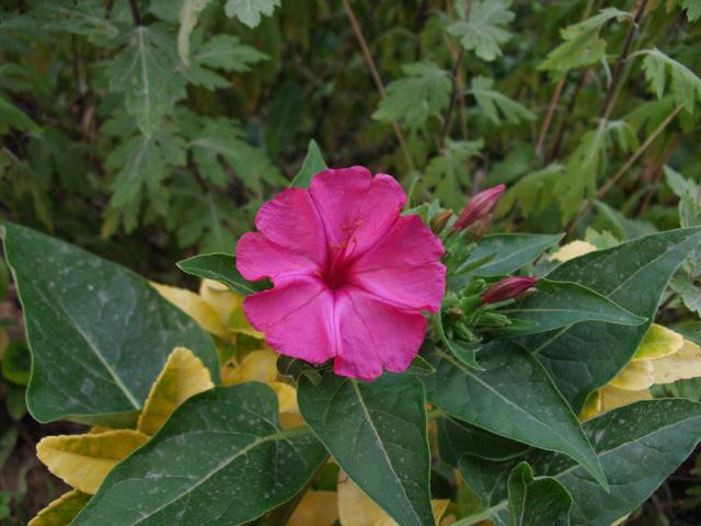 Name:  DSCI0020.JPG
Views: 4425
Size:  57.8 KB