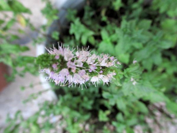 Name:  makro ekimler (2).jpg
Views: 1651
Size:  33.4 KB