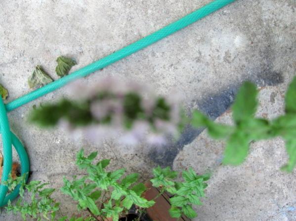 Name:  makro ekimler (1).jpg
Views: 1311
Size:  46.3 KB