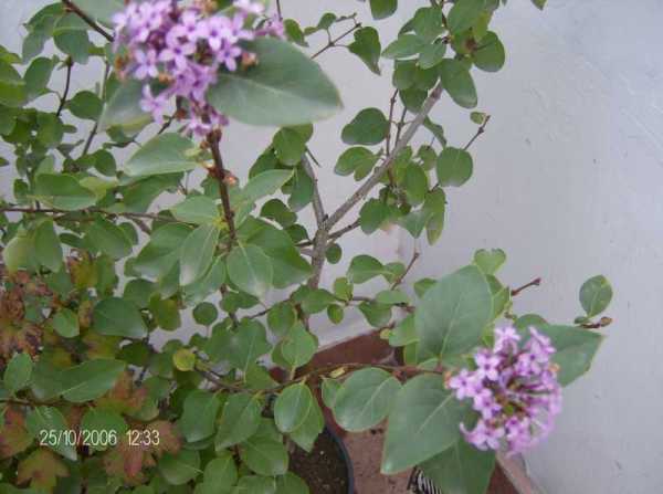 Name:  Leylak2.jpg
Views: 1015
Size:  54.0 KB