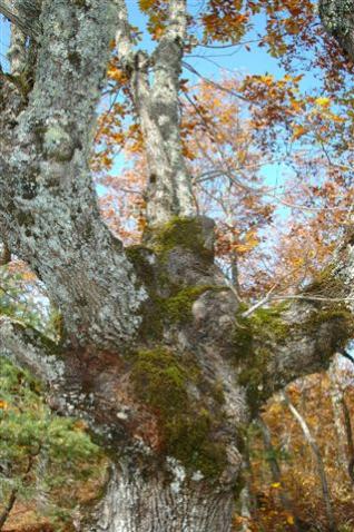Name:  DSC_1708.jpg
Views: 760
Size:  45.1 KB