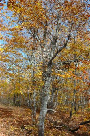 Name:  DSC_1706.jpg
Views: 1060
Size:  47.6 KB