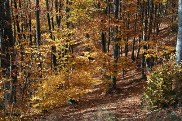Name:  DSC_1715.jpg
Views: 537
Size:  71.1 KB