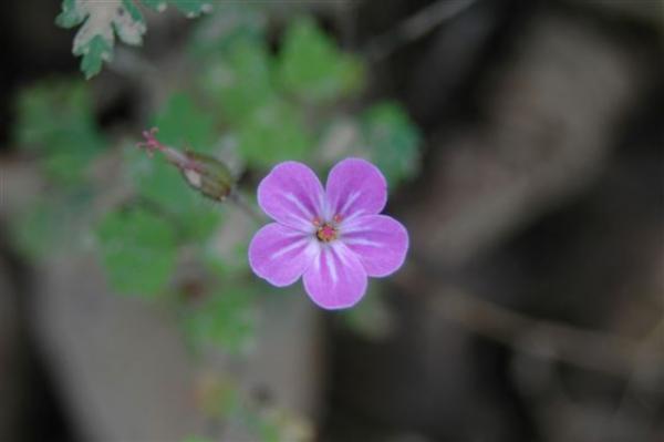 Name:  DSC_1774.jpg
Views: 912
Size:  15.4 KB