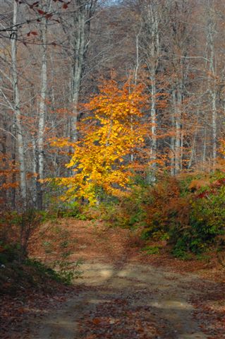 Name:  DSC_1788.JPG
Views: 542
Size:  57.6 KB
