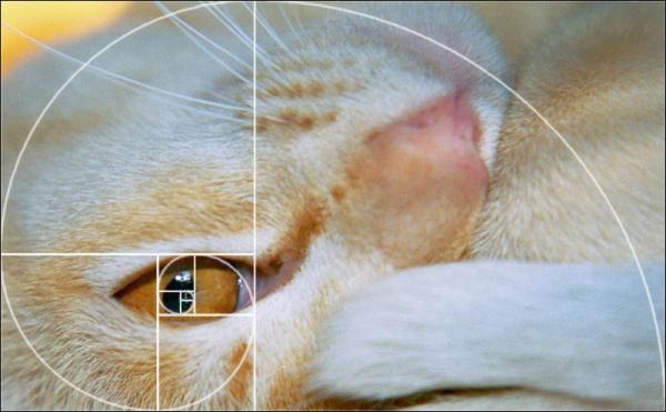 Name:  Croppedcat-overlay.jpg
Views: 12376
Size:  32.8 KB
