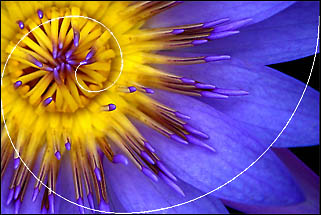 Name:  flower.jpg
Views: 12088
Size:  29.5 KB