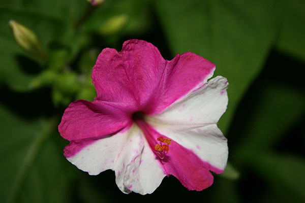 Name:  cicek_1.jpg
Views: 11651
Size:  51.3 KB