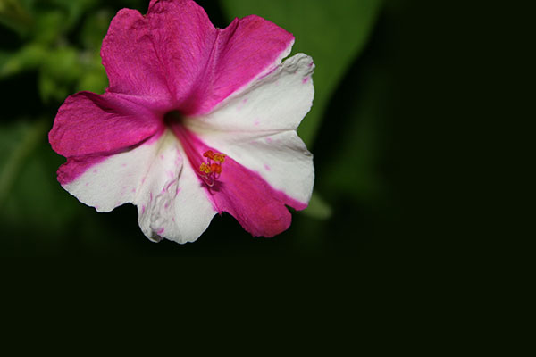 Name:  cicek_2 kopya.jpg
Views: 11624
Size:  41.3 KB