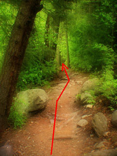 Name:  ForestPa.jpg
Views: 2400
Size:  23.4 KB