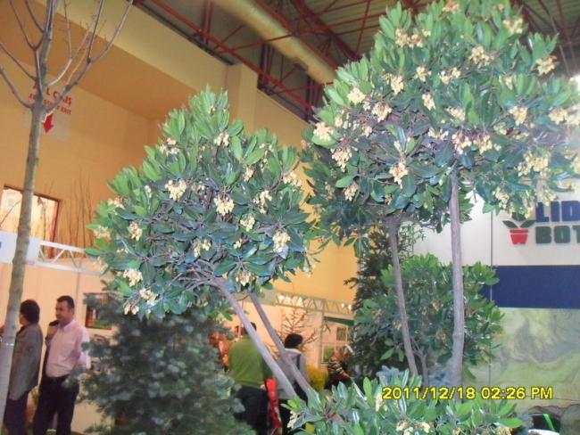 Name:  061.jpg
Views: 485
Size:  64.2 KB