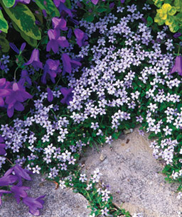 Name:  041106_campanula_pratia_med.jpg
Views: 2488
Size:  44.6 KB