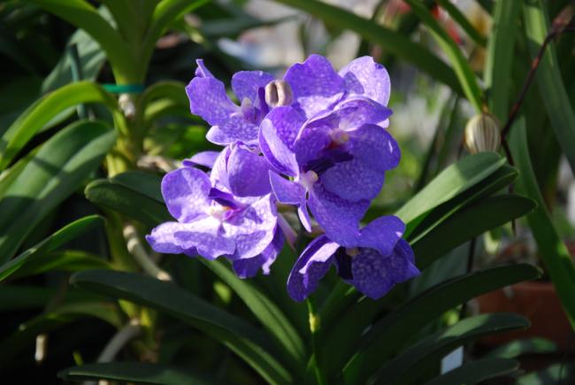 Name:  DSC_1604.jpg
Views: 1858
Size:  37.3 KB