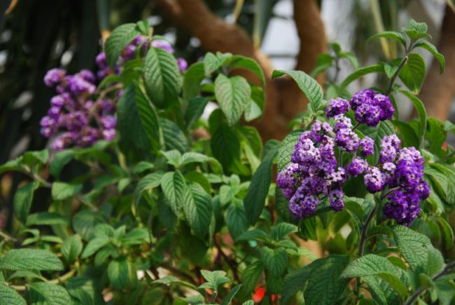 Name:  DSC_1673.jpg
Views: 869
Size:  48.7 KB