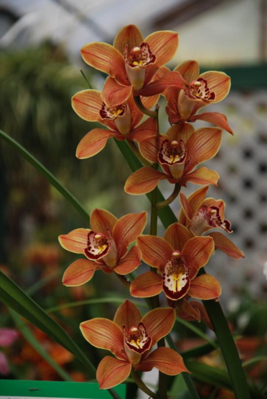 Name:  DSC_1705.jpg
Views: 692
Size:  50.4 KB
