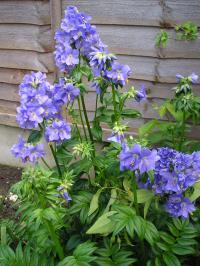 Name:  5ae0cb2683d7ccfb28255893d37df609.jpg
Views: 721
Size:  15.4 KB