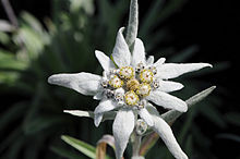 Name:  220px-Alpen_Edelwei%C3%9F,_Leontopodium_alpinum_2.JPG
Views: 707
Size:  17.3 KB
