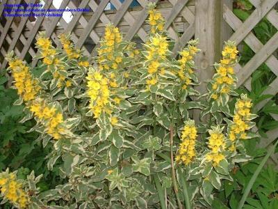 Name:  9c52a4.jpg
Views: 834
Size:  37.1 KB
