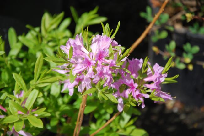 Name:  DSC_1758.jpg
Views: 735
Size:  42.6 KB