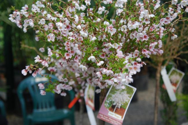 Name:  DSC_1768.jpg
Views: 777
Size:  54.3 KB
