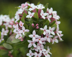 Name:  PL0000003748_card.jpg
Views: 667
Size:  14.8 KB