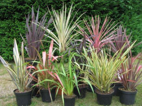 Name:  phormium_cordyline_moyen.jpg
Views: 1747
Size:  48.1 KB