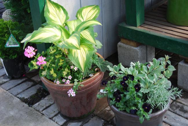 Name:  DSC_1860.jpg
Views: 713
Size:  53.9 KB