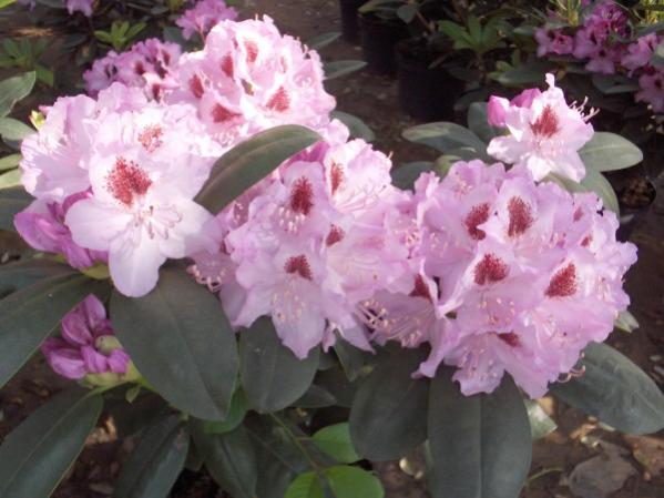 Name:  HPIM1365.jpg
Views: 1052
Size:  40.9 KB