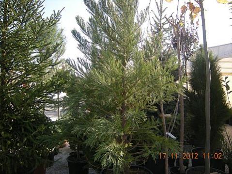 Name:  DSCN6181.jpg
Views: 629
Size:  47.4 KB
