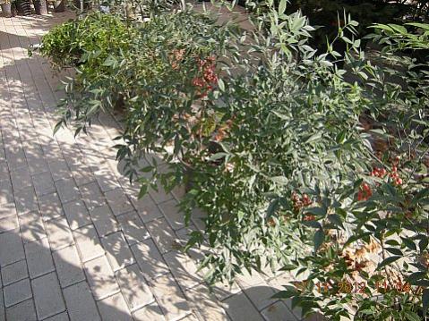Name:  DSCN6183.jpg
Views: 678
Size:  57.9 KB
