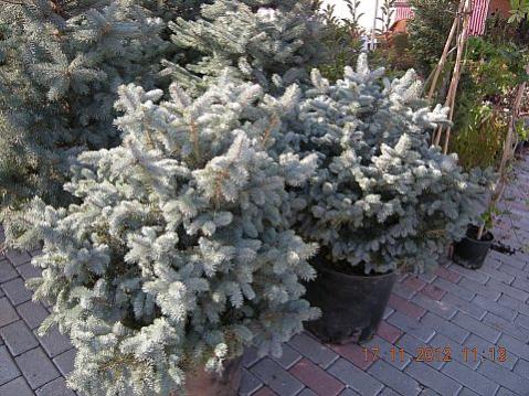 Name:  DSCN6184.jpg
Views: 631
Size:  49.3 KB
