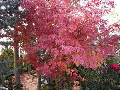 Name:  DSCN6187.jpg
Views: 663
Size:  53.6 KB
