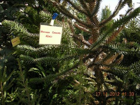 Name:  DSCN6196.jpg
Views: 619
Size:  52.5 KB