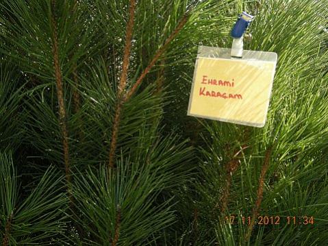 Name:  DSCN6199.jpg
Views: 637
Size:  46.8 KB