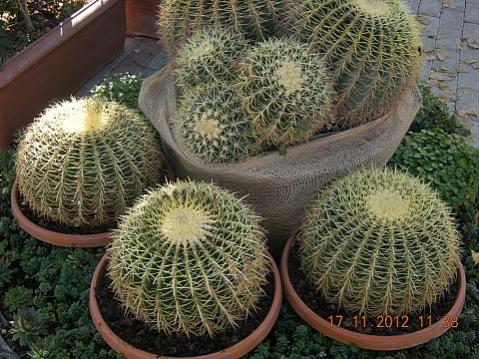 Name:  DSCN6202.jpg
Views: 617
Size:  51.6 KB