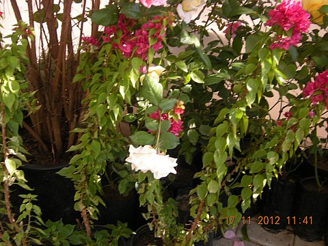 Name:  DSCN6203.jpg
Views: 596
Size:  64.1 KB